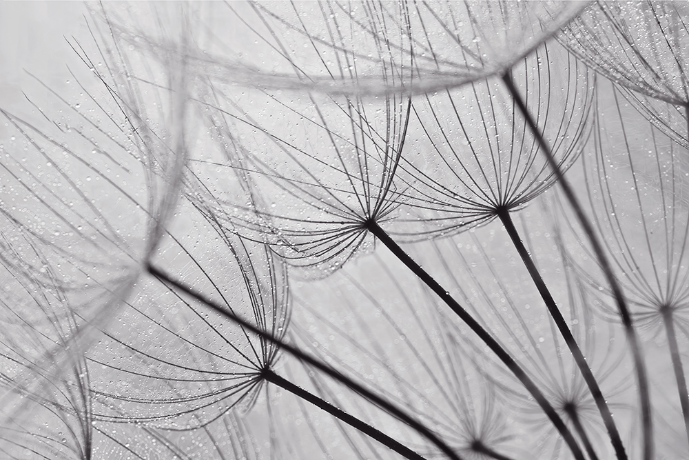 Souffle d'or - noir et blanc – Image 2