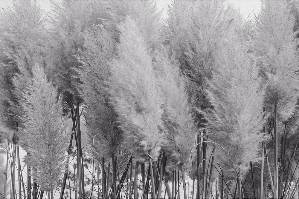 Pampas Clouds - black & white - Image 2