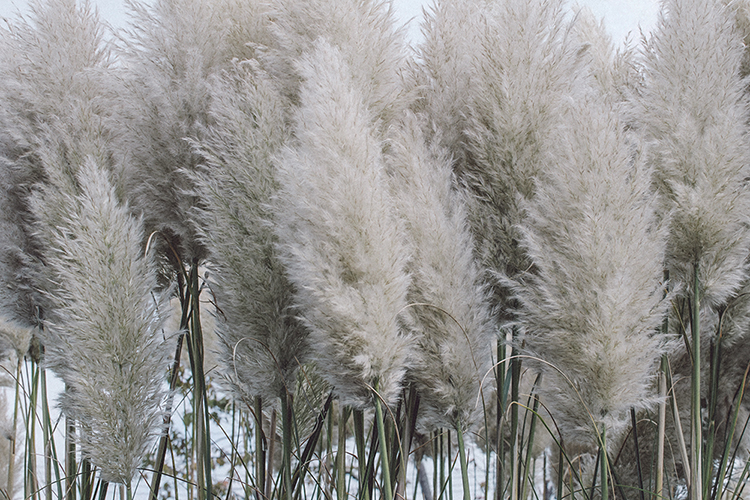 Pampas Clouds - Image 2