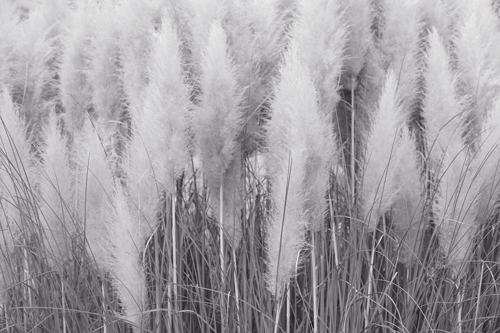 Ivory Pampas - black & white - Image 2