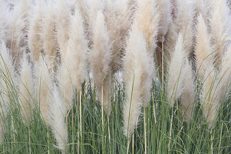 Ivory Pampas - Image 2