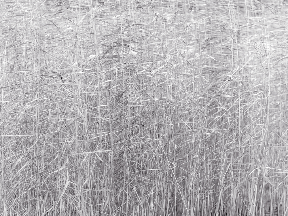 Spring Grass - black & white - Image 2