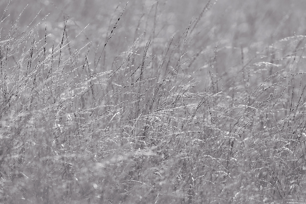 Wild Wheat - black & white - Image 2