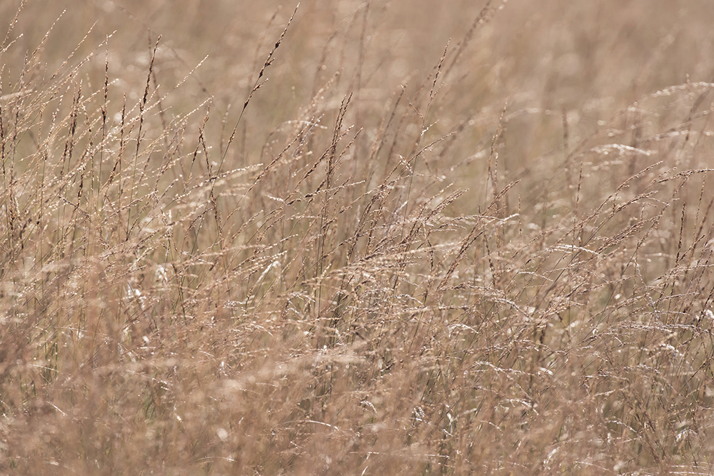 Wild Wheat - Image 2