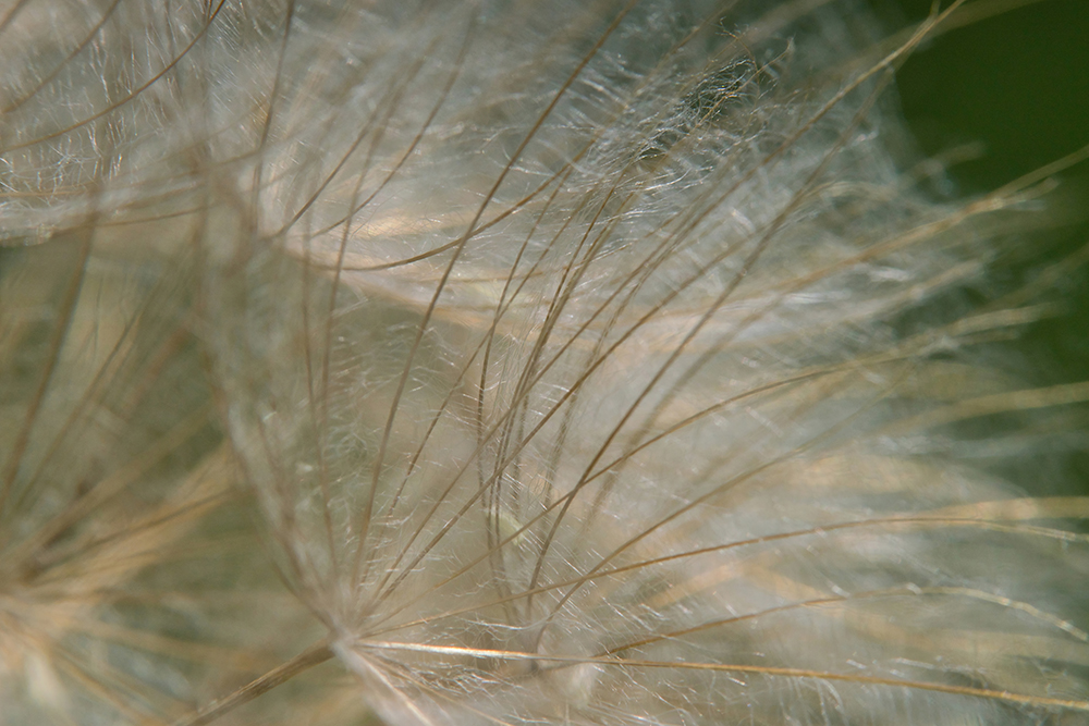 Botanical Whisper - Image 2