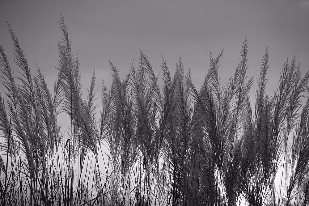 Fleurs de roseaux à la brunante - noir et blanc – Image 2