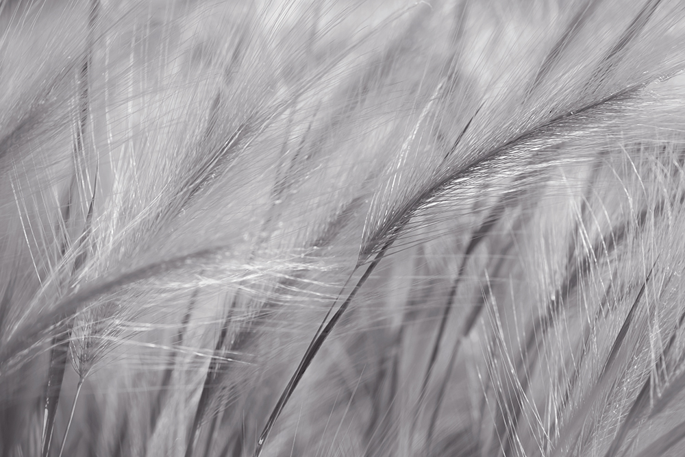 Herbe à Plume - noir et blanc – Image 2