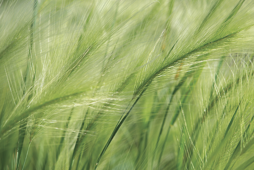 Herbe à Plume – Image 2