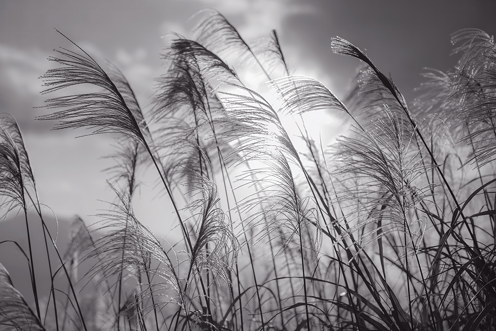 Horizon ambré - noir et blanc – Image 2