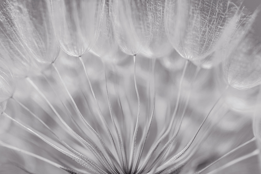 Parachutes de la nature - noir et blanc – Image 2
