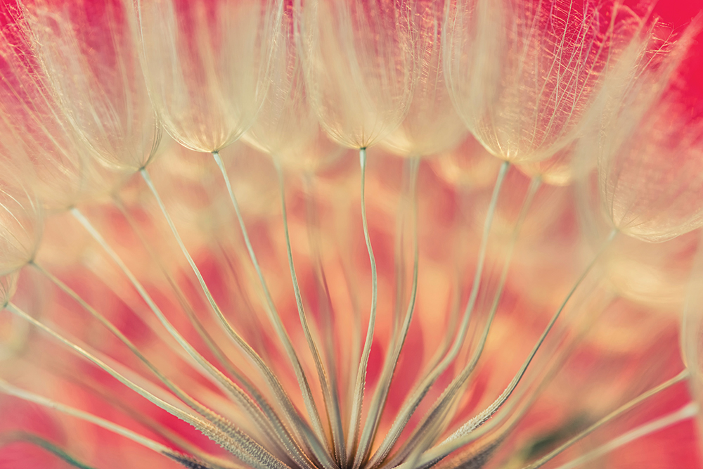 Parachutes de la nature – Image 2